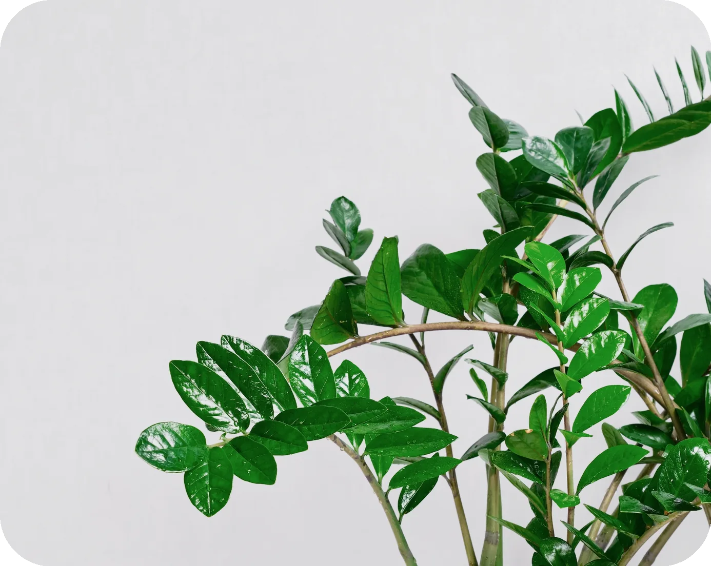 About De Planta