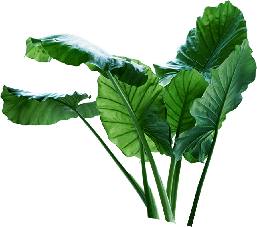 Plants in a styled workspace