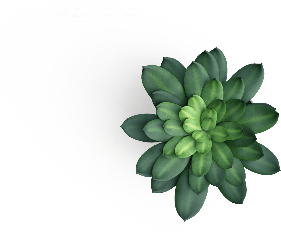 Plants enhancing an office interior