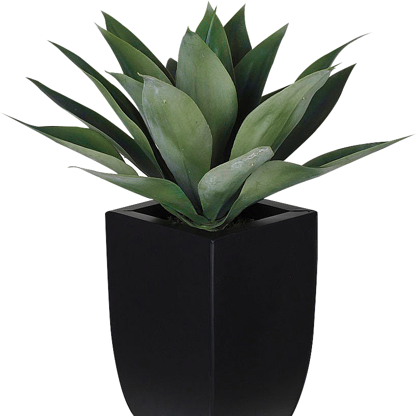 Sustainable indoor greenery in workspace