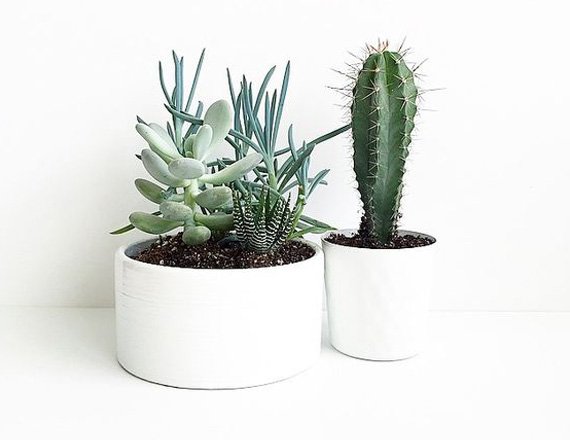 Interior plant styling sample