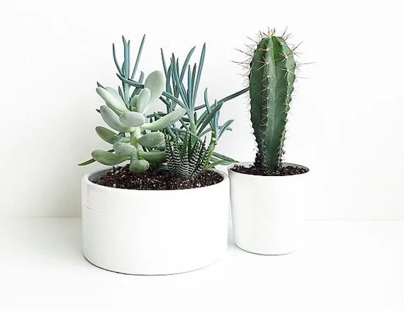 عينة تنسيق نباتات داخلية