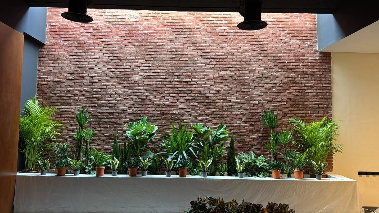 Indoor plant product